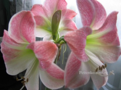 Apple Blossom.jpg