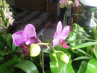 Общий вид цветоноса