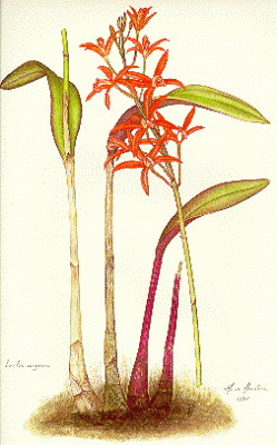 Aquarela_Laelia_angereri_01.gif