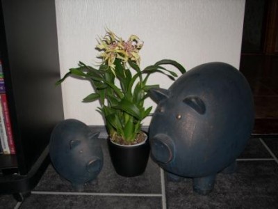  свиньи жж.jpg