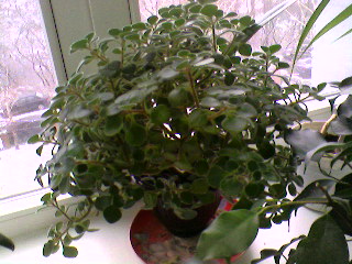 Photo-0076.jpg