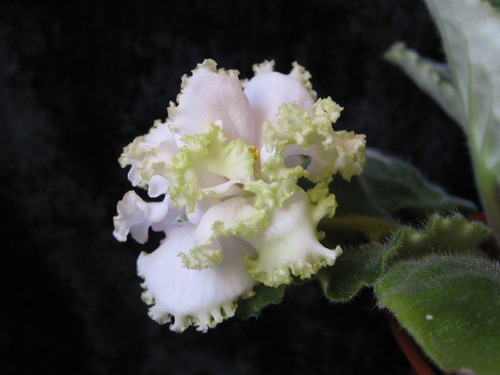 IMG_1034_resize.JPG