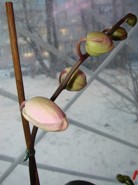 DSC04040-2.JPG