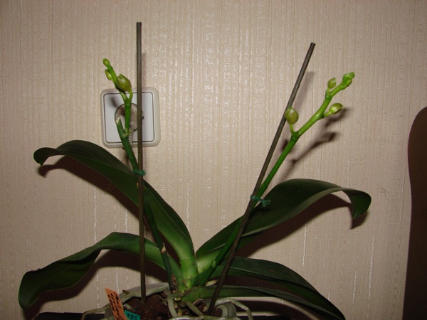 DSC03990-2.JPG