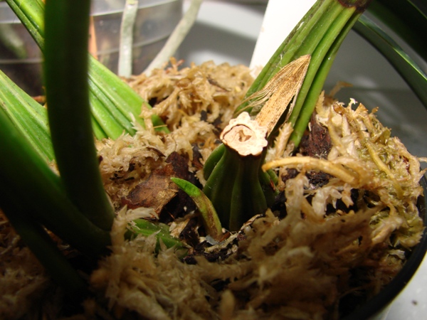 DSC04041-2.JPG