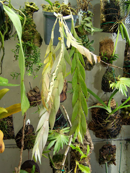 Dendrobium anceps 3.jpg