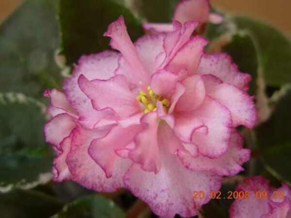 DSCN4487.jpg