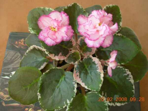 DSCN4488.jpg