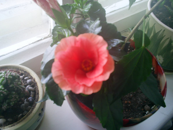 S4020924.JPG