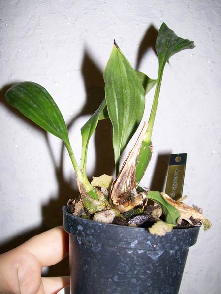 Acacallis cyanea.jpg