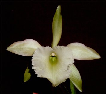 B. glauca ?B. digbyana=B. Aristocrat.jpg