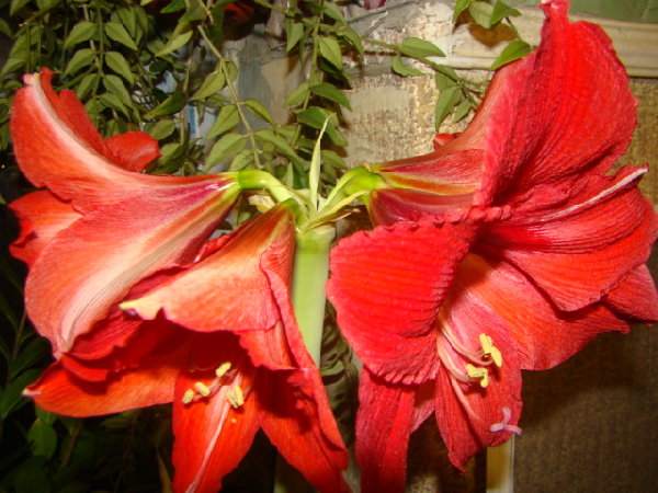 DSC00326.JPG