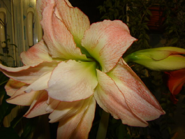 DSC00327.JPG