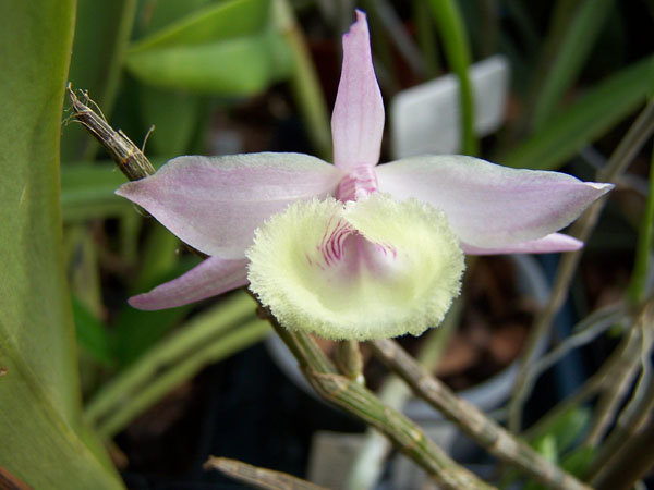 Dendrobium chryseum 1.jpg