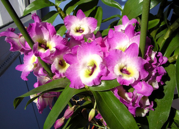 моё цветение.jpg