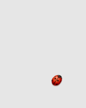 post-3-1142980582.gif
