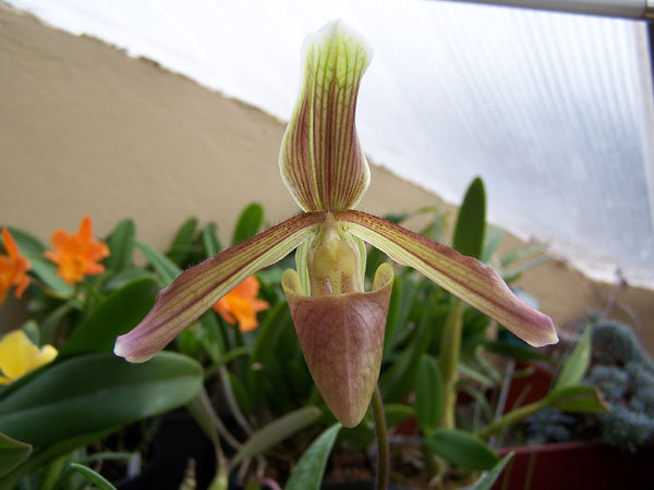 Paphiopedilum  №1 1.jpg