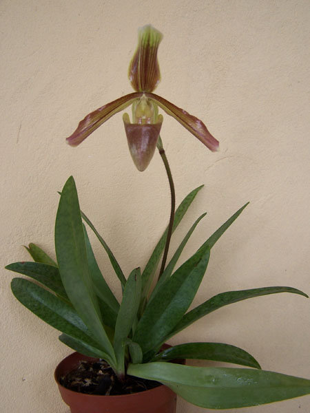 Paphiopedilum  №1.jpg