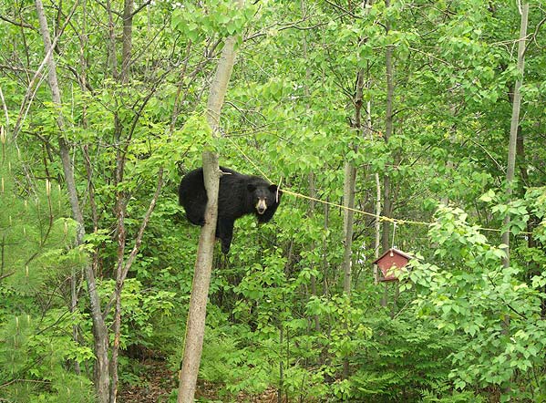 050718_bear1 медведь 1.jpg