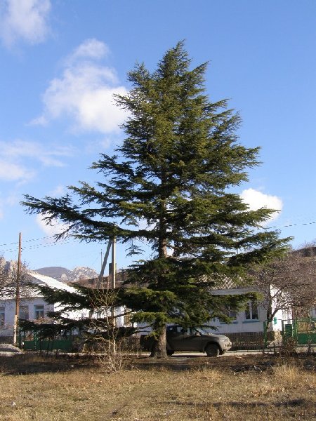 _P1241895.JPG