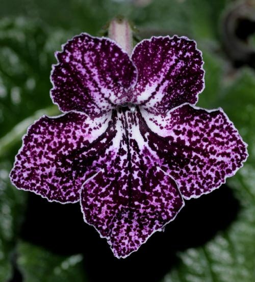 PurplePepper.jpg