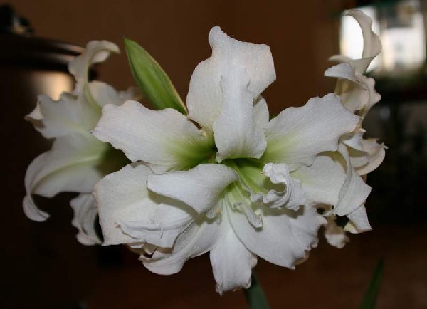 White Peacock.JPG