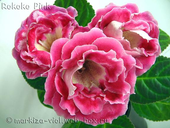 Rokoko Pink.JPG