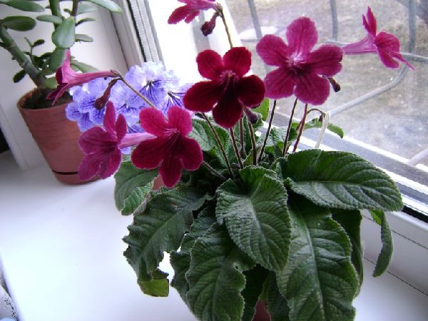 DSC00101.JPG