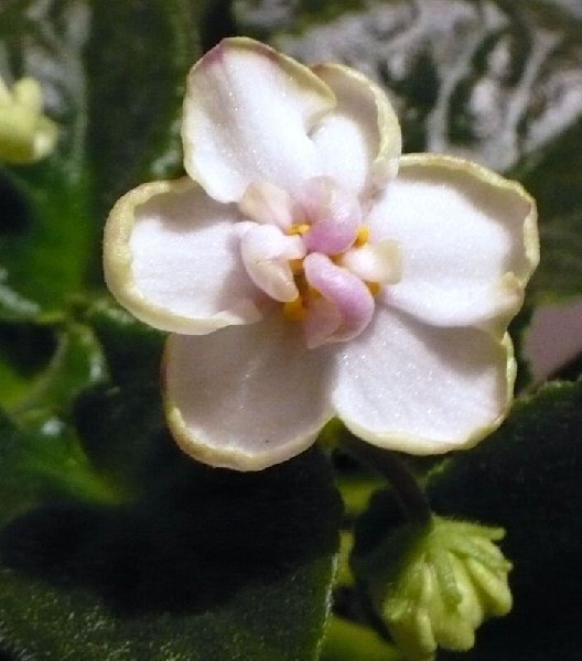 .jpg (77.22 КБ) 3279 просмотров новобрачная