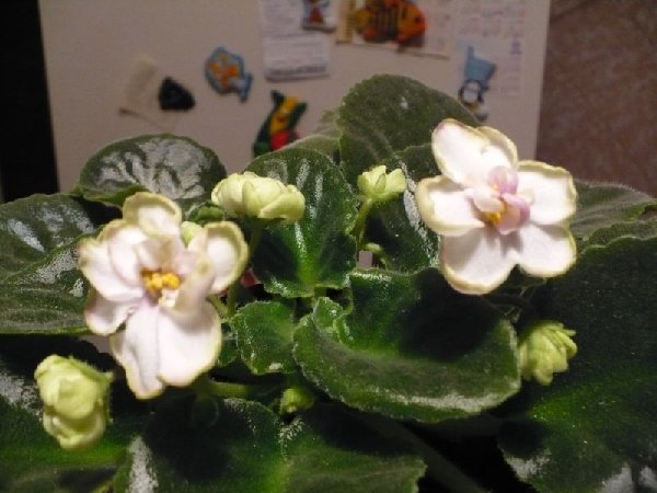 075.jpg (76.42 КБ) 3275 просмотров кто это?