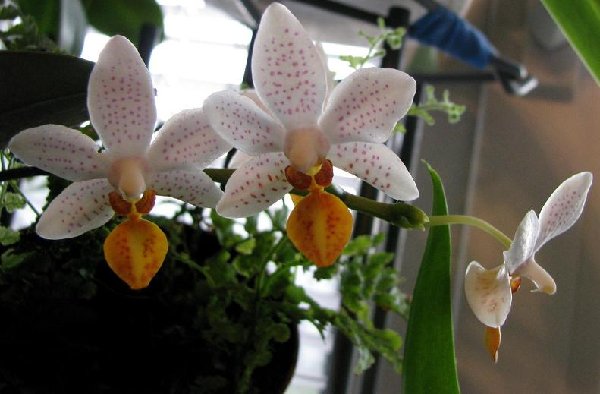 Phal. Mini Mark