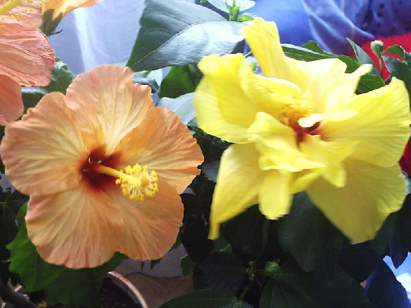 P1020500.jpg