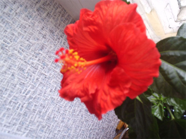 P1010486.jpg