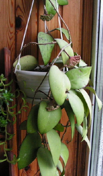PICT0059sm.jpg