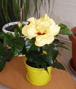 P1010229-w1.jpg