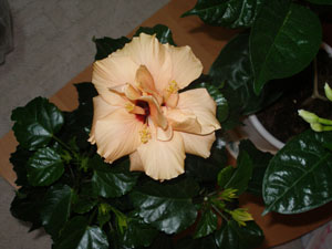 P1010236-w.jpg