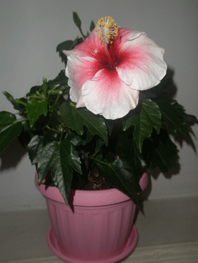 P5110300-w.gif