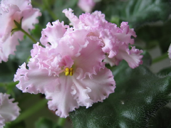 Rosie Ruffles