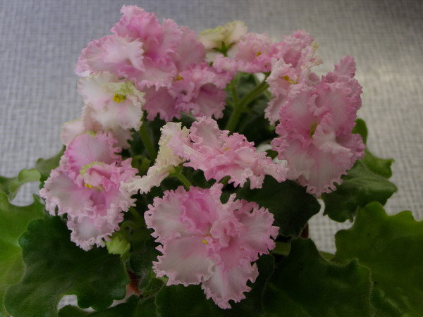 Rosie Ruffles3.jpg