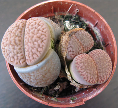 Litopsis_brown.jpg