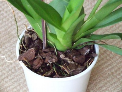 Blumen 051.jpg