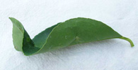 limon-bor.jpg