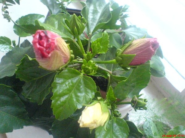 DSC00489.JPG