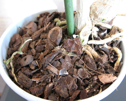 Dendrphal_roots.jpg
