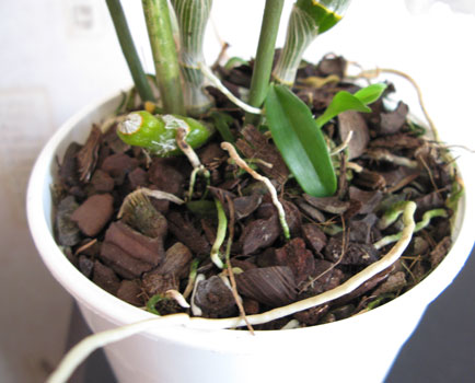 dendrnobile_roots.jpg