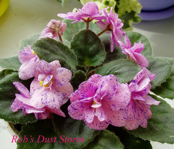 Rob,s-Dust-Stopm1.jpg