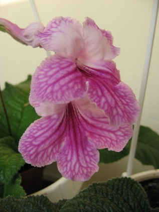 Orchid Lace