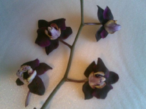 А ЧЕГО ИМ НЕ ХВАТАЕТ ДЛЯ НОРМАЛЬНОГО ЦВЕТЕНИЯ ?