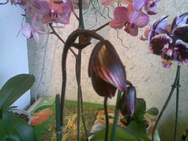 Новенький с темно вишневыми бутонами из Камелии