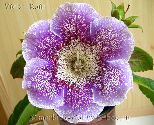 Violet Rain12.JPG